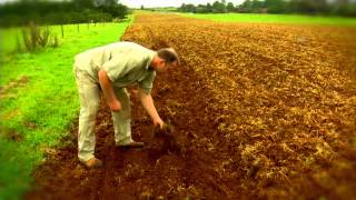 THE FARM AT BYRON BAY  FIRST GARLIC PLANTING [upl. by Ahtamat]