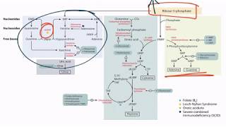 Purines amp Pyrimidines for the USMLE Step 1 [upl. by Adnuahsor]