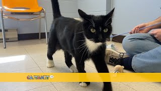 SPCA Pet of the Week [upl. by Laforge]