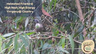 Helmeted Friarbird High Nest High Energy  Yirrganydji Country [upl. by Yelir]