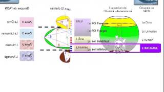 12 et 1318 La Zone de lAncrage de lADN Art 14 [upl. by Ynohtna]