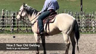 5 Year Old Buckskin Gelding  AllAround Prospect [upl. by Pattani]