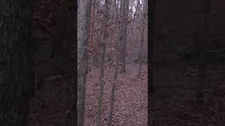 Right in the boiler room hunting bowhunting deerhunting mathewsarchery [upl. by Oiretule265]