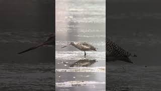 Foraging Marbled Godwit at Famosa Slough [upl. by Hump]