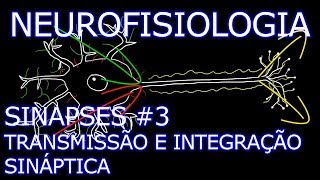 Aula Neurofisiologia  Sinapses 3  Transmissão e Integração Sináptica  Neurofisiologia Humana [upl. by Nerval]