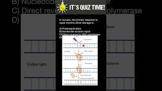How Thymine dimer mutations of DNA repaired in Humans [upl. by Hausner269]