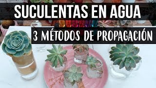 REPRODUCIR SUCULENTAS EN AGUALOGROS EN 1 SEMANA [upl. by Ihsoyim824]