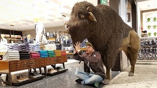 BÚFALO GIGANTE Encontramos um Búfalo de Pelúcia na Loja de Roupas [upl. by Angelita980]