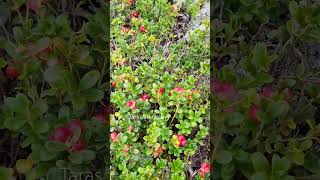 lingonberry picking harvesting cranberry lingonberry berryfarm [upl. by Asseral]