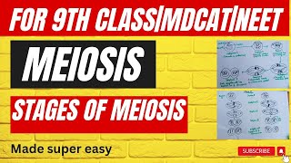 Phases of MeiosisMade super easy Meiosiscell division complete detail in urdu9th classMDCAT [upl. by Aneehsyt716]