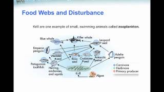 Food webs and feeding interactions [upl. by Collie391]