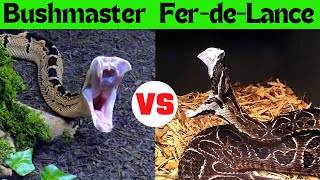 The Ultimate Snake Showdown FerdeLance vs Bushmaster [upl. by Elbas]