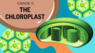 The CHLOROPLAST  Cell organelles made easy [upl. by Teilo590]