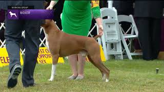 Boxers  Breed Judging 2022 [upl. by Colley563]