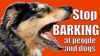 How to TEACH ANY DOG NOT to BARK at Other DOGS and PEOPLE on a Walk [upl. by Lagiba]