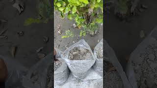 How to grow KANEROLEANDER plants from Seeds [upl. by Lubet]