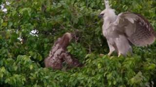 Sloth Vs Young Harpy Eagle  Sloth Fights Back [upl. by Faro]