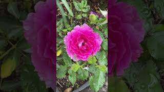 Rosa Orientis Sheherazade Rose 세헤라자데 장미 in Lunas Rose Garden 2023610 [upl. by Ahsekyw]