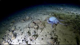 🐙Rare octopus sighting at 3760 meters🐙 [upl. by Rust]