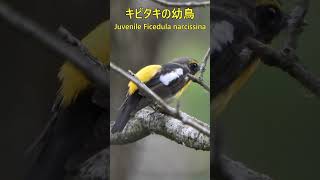 キビタキの幼鳥Juvenile Ficedula narcissina283野鳥shorts [upl. by Nylakcaj950]