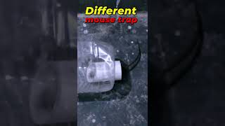 Easy Mouse Trap Homemade Humane mousetrap rattrap [upl. by Zins]