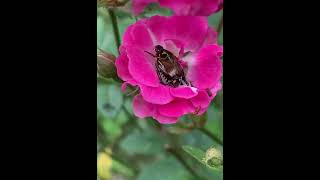 Invasive Japanese Beetle insects nature [upl. by Ilona]