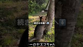 【予約不要キャンプ場】 フィッシング キャンプ 絶景キャンプ場 無料キャンプ場 ブッシュクラフト 野良猫 猫とキャンプ 猫 オートキャンプ [upl. by Nannah]