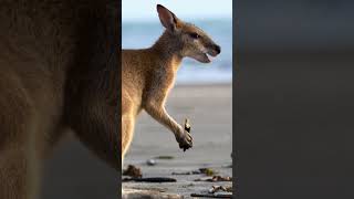 Epic Kangaroo Fight Who Will Be the Champion 🥊🐾 Kangaroo in Action 🚀🐾 Wildlife animals [upl. by Bevan]