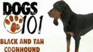 Black and Tan Coonhound  Dogs 101 [upl. by Waldman]