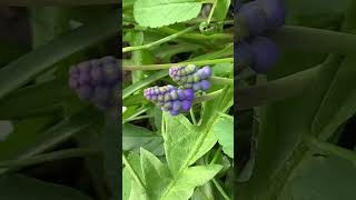 Muscari Grape Hyacinth nature youtubeshorts newvideo shorts flora hyacinth plants amazing [upl. by Aniger938]