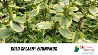 Gold Splash® Euonymus [upl. by Weinstein662]