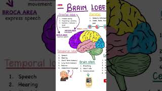 Function of brain।। part of brain।। motor function ।।brain lobes।।function of lobes brainfacts br [upl. by Tonya630]