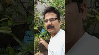 ବଣ ଧଣିଆ Eryngium foetidum plant educationalvideo plants culantro [upl. by Perl]