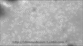 Listeria monocytogenes tumbling motility [upl. by Ecirtael275]