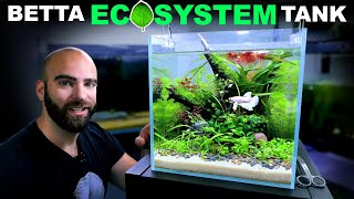 Betta Eco Tank No Water Changes No Filter Low Tech Aquascape Tutorial [upl. by Hedi198]