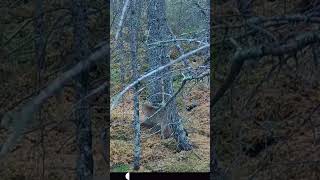 Bobcats in Forest [upl. by Sinnelg]