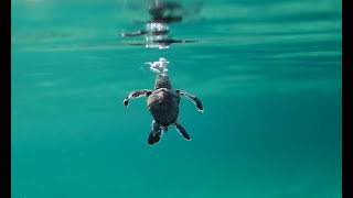 Baby Sea Turtle swimming [upl. by Azenav768]