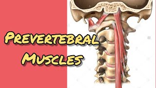 Prevertebral mucles [upl. by Corena]