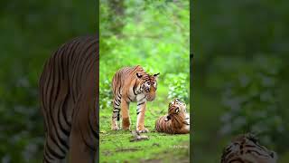 Jungle mein sher  Valmiki Nagar Tiger Reserve  animalworld  tiger  shortvideo [upl. by Nettie]