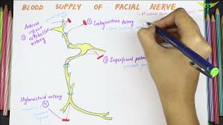 Blood Supply of Facial Nerve [upl. by Delorenzo]