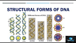 GCSE Biology  What is DNA Structure and Function of DNA 65 [upl. by Dannon]