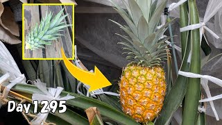 パイナップルの葉っぱを植えたら、約3年半後にパイナップルが出来た  How to grow pineapple from the leaves in a pot [upl. by Ridgley]