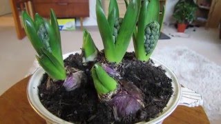 How to Force Hyacinth bulbs [upl. by Oratnek966]