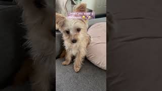 when you scold a Yorkiepoo dog funny thatjustmybabydog puppy yorkiepoo shortvideo shorts yt [upl. by Norris450]