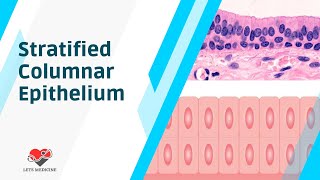 Stratified Columnar Epithelium [upl. by Antonino]