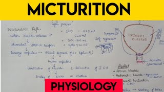 Micturition  micturition reflex  clinical [upl. by Oeht214]