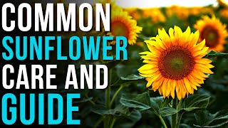 Common Sunflower Info And Care  How To Grow Sunflowers [upl. by Aicele]