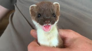 Two Rescued Stoats Journey to Freedom  Rescued amp Returned to the Wild  Robert E Fuller [upl. by Jansen]