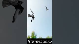 FALCON CATCH FLYING BIRD fyp [upl. by Nahttam]