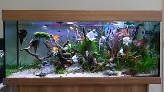 Angelfish tank  tropical aquarium  freshwater tank [upl. by Rosabel]